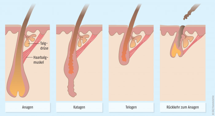 Phasen Haarwachstum